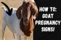 How To Know When Your GOAT Offer Is Accepted